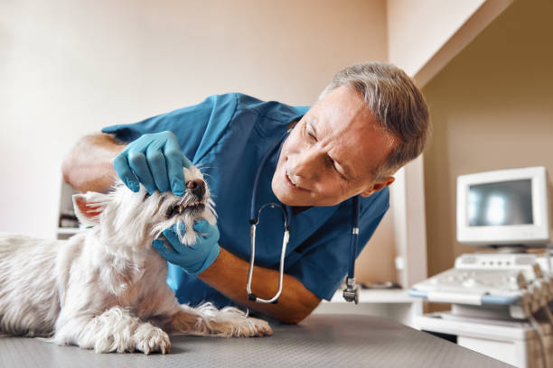 Best Emergency Dental Services for Seniors in Fort Belvoir, VA